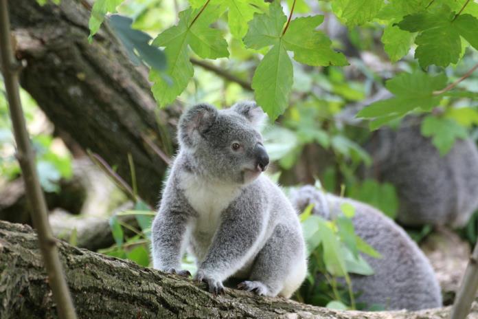 Los koalas solo pasan 10 minutos al día en el suelo, y es cuando la mayoría muere Los koalas solo pasan 10 minutos al día en el suelo, y es cuando la mayoría muere