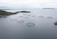 El salmón salvaje de Noruega sufre una lenta agonía por la acuicultura