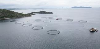 El salmón salvaje de Noruega sufre una lenta agonía por la acuicultura