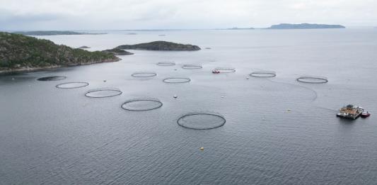 El salmón salvaje de Noruega sufre una lenta agonía por la acuicultura
