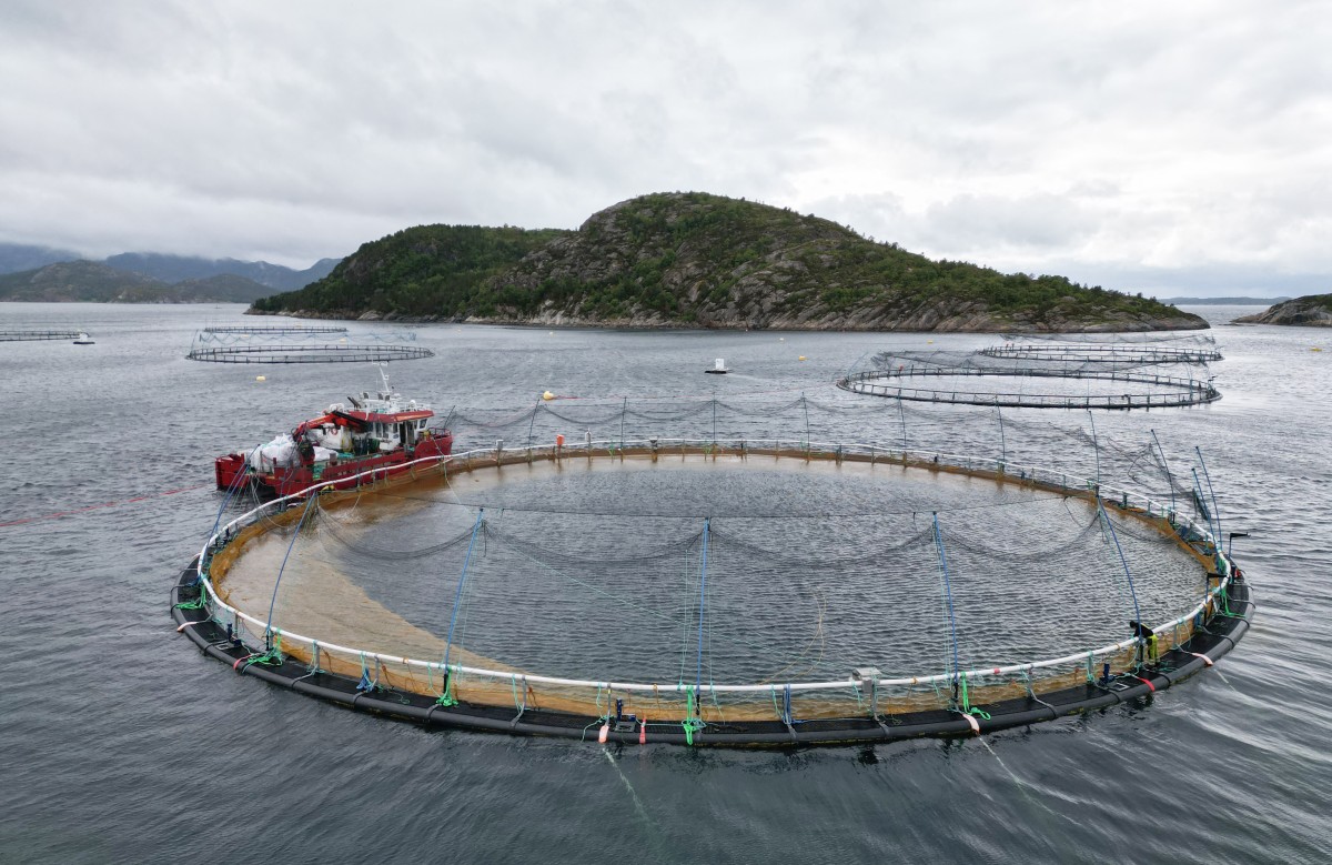 El salmón salvaje de Noruega sufre una lenta agonía por la acuicultura