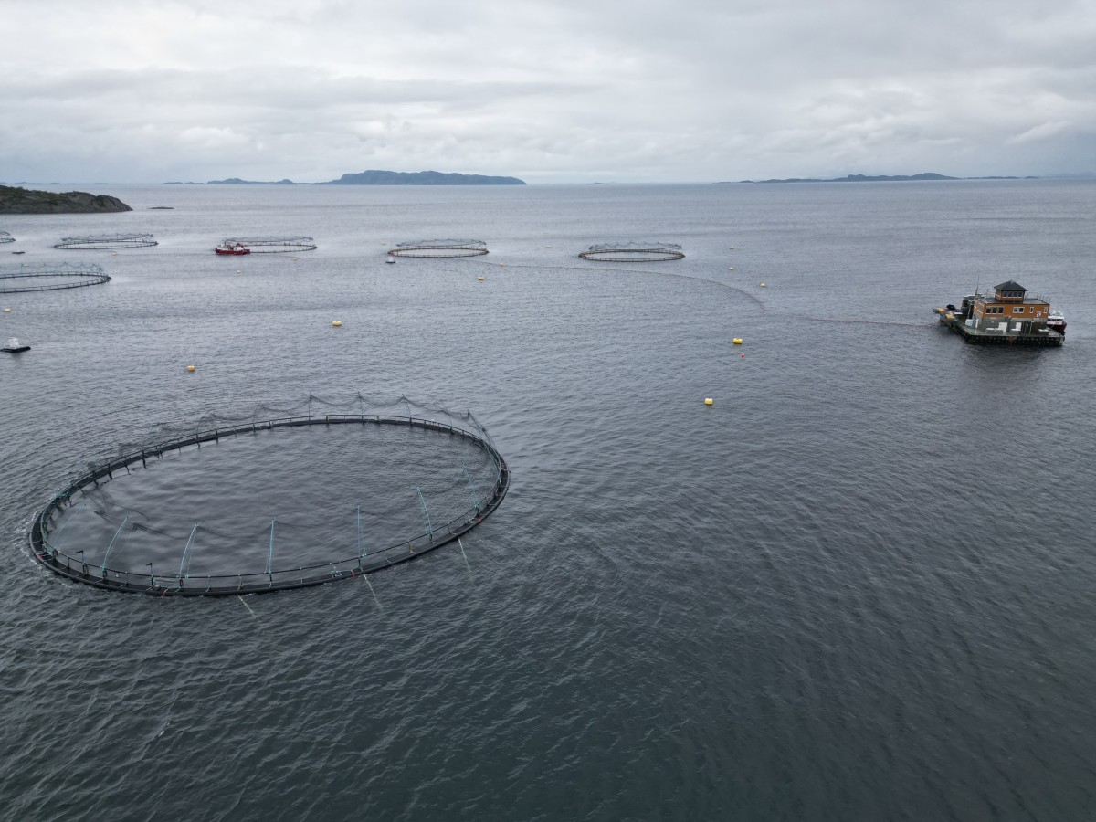 El salmón salvaje de Noruega sufre una lenta agonía por la acuicultura