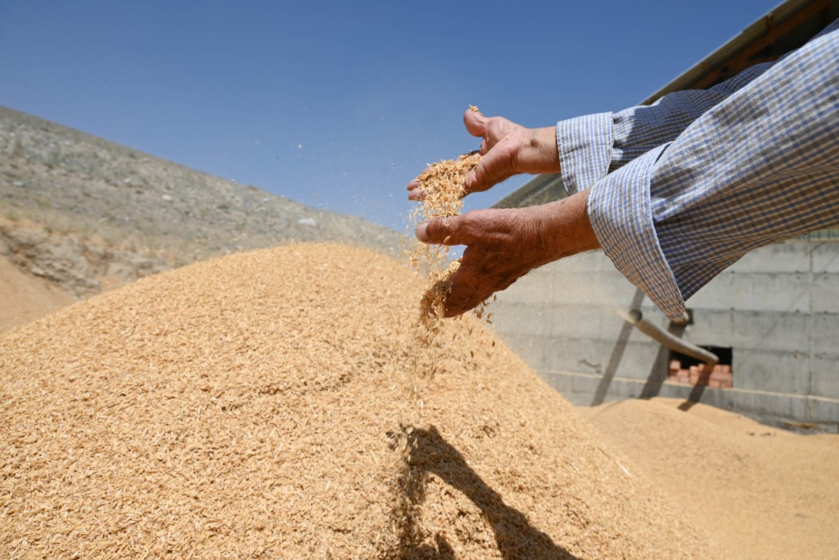 Kirguistán impulsa la construcción de casas de arroz, una alternativa ecológica al hormigón Kirguistán impulsa la construcción de casas de arroz, una alternativa ecológica al hormigón