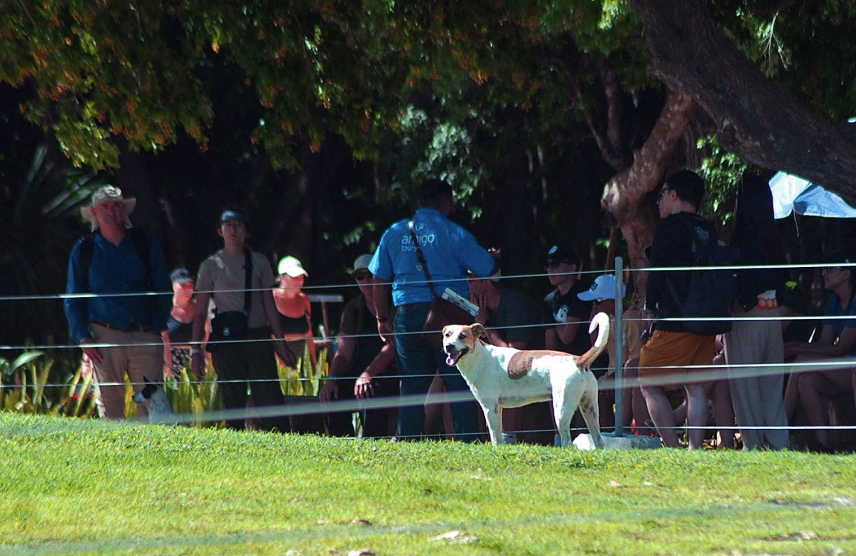 Perros rescatados custodian el legado maya de Chichén Itzá
