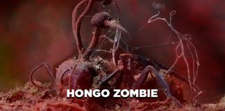 Hongo zombie - El Expresso de las 10 - Lu. 14 Julio 2025