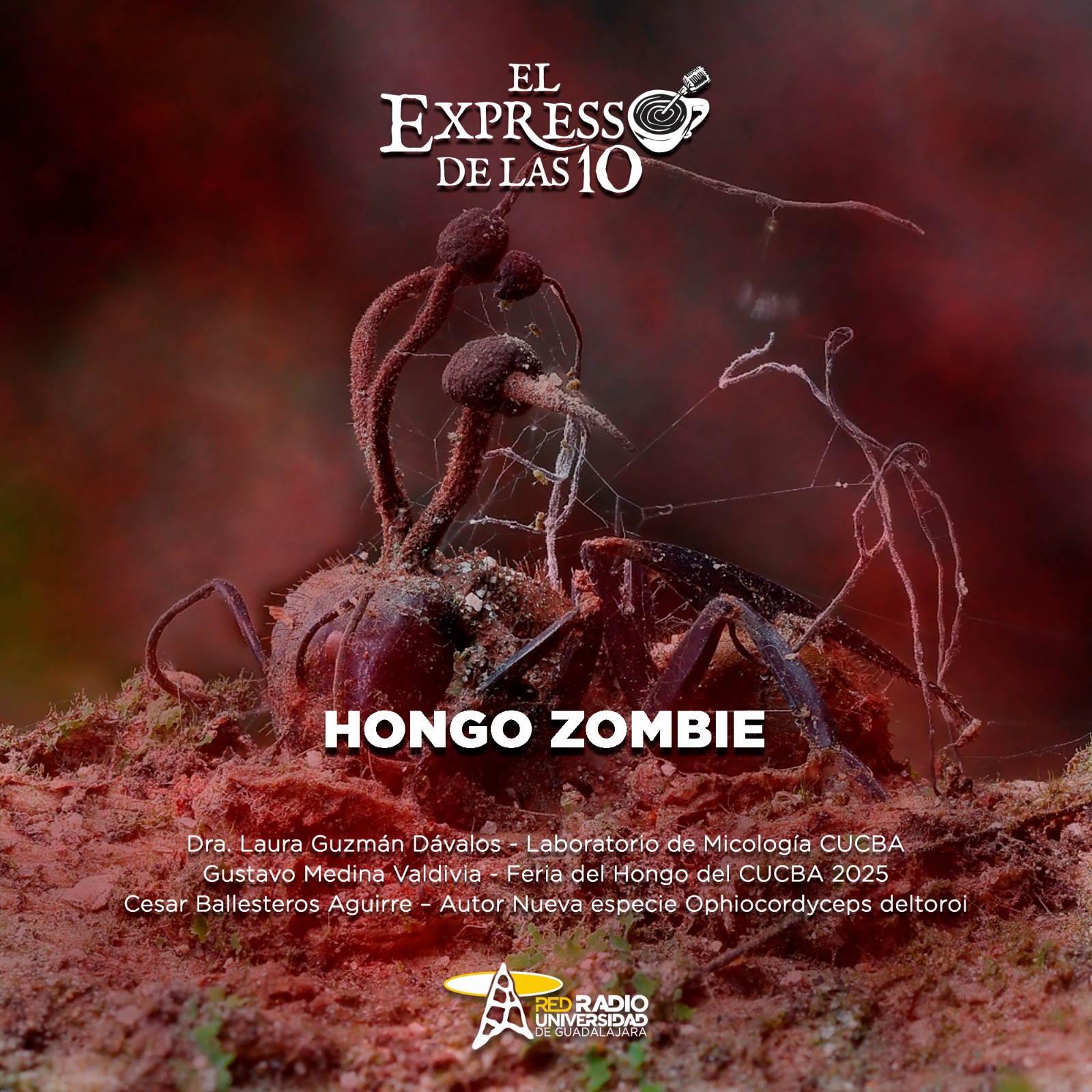 Hongo zombie - El Expresso de las 10 - Lu. 14 Julio 2025 Hongo zombie - El Expresso de las 10 - Lu. 14 Julio 2025