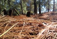 Advierten sobre riesgo por acumulación de combustibles forestales tras temporada de incendios