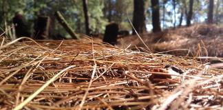 Advierten sobre riesgo por acumulación de combustibles forestales tras temporada de incendios