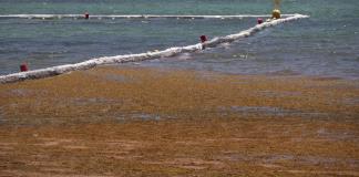 La lucha sin tregua de República Dominicana para limpiar de sargazo sus famosas playas