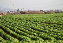 Inflación alimentaria desafía los logros de América Latina contra el hambre, alerta la FAO
