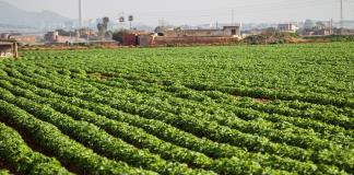 Inflación alimentaria desafía los logros de América Latina contra el hambre, alerta la FAO