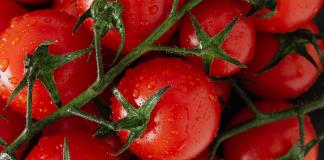 México seguirá exportando tomate a EE.UU. pese a arancel porque no hay sustituto