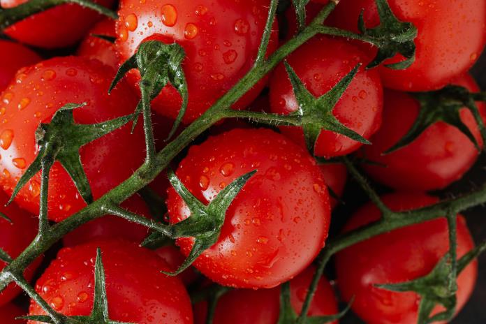 México seguirá exportando tomate a EE.UU. pese a arancel porque no hay sustituto México seguirá exportando tomate a EE.UU. pese a arancel porque no hay sustituto
