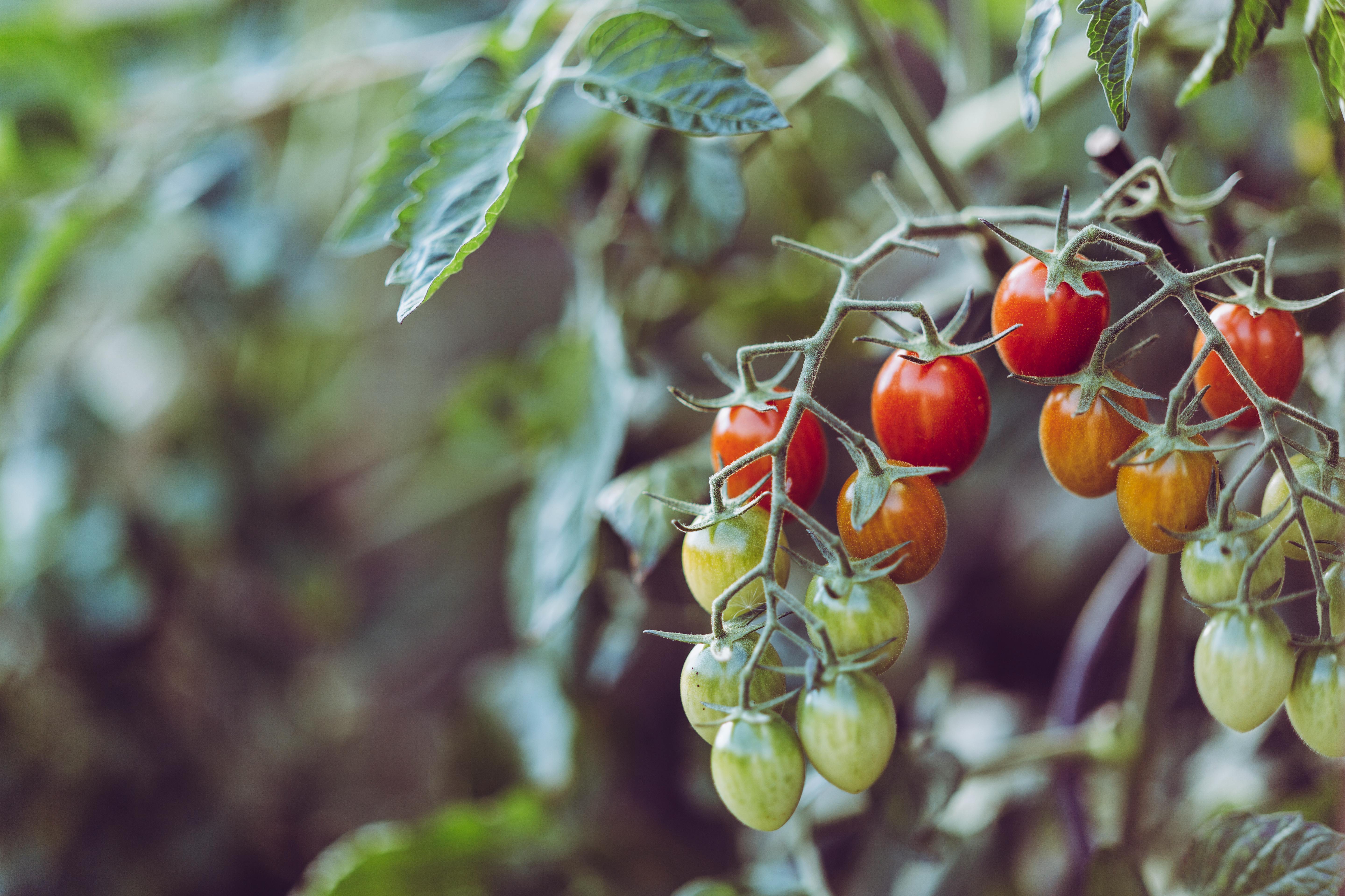 México seguirá exportando tomate a EE.UU. pese a arancel porque no hay sustituto México seguirá exportando tomate a EE.UU. pese a arancel porque no hay sustituto