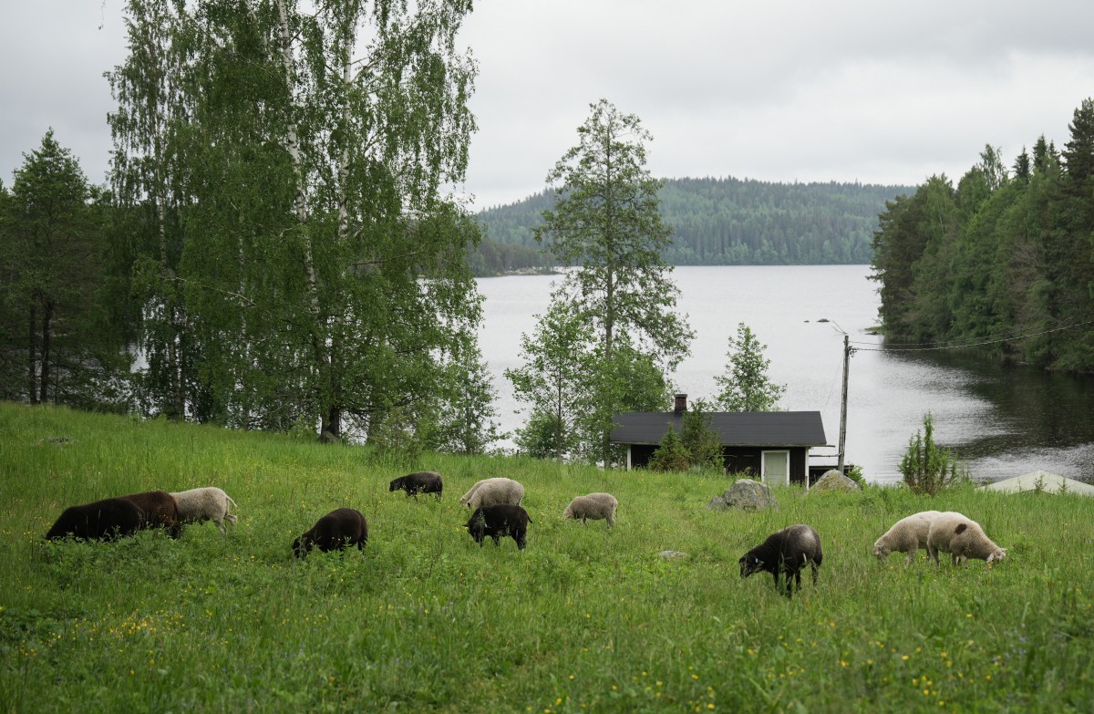 Ser pastor por una semana: un programa de verano tan insólito como popular en Finlandia