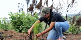 Plantan 500 pinos en zona afectada por incendio en Zapotlán el Grande