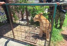 Incauta Profepa un cachorro de león que sacaban a pasear por malecón de Puerto Vallarta