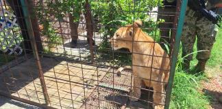 Incauta Profepa un cachorro de león que sacaban a pasear por malecón de Puerto Vallarta