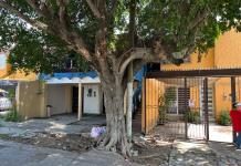 Vecinos de Lomas de Zapopan denuncian riesgos por árbol sin mantenimiento desde hace 40 años
