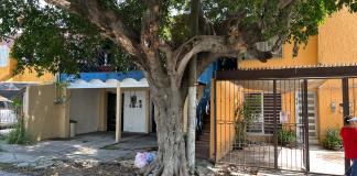Vecinos de Lomas de Zapopan denuncian riesgos por árbol sin mantenimiento desde hace 40 años
