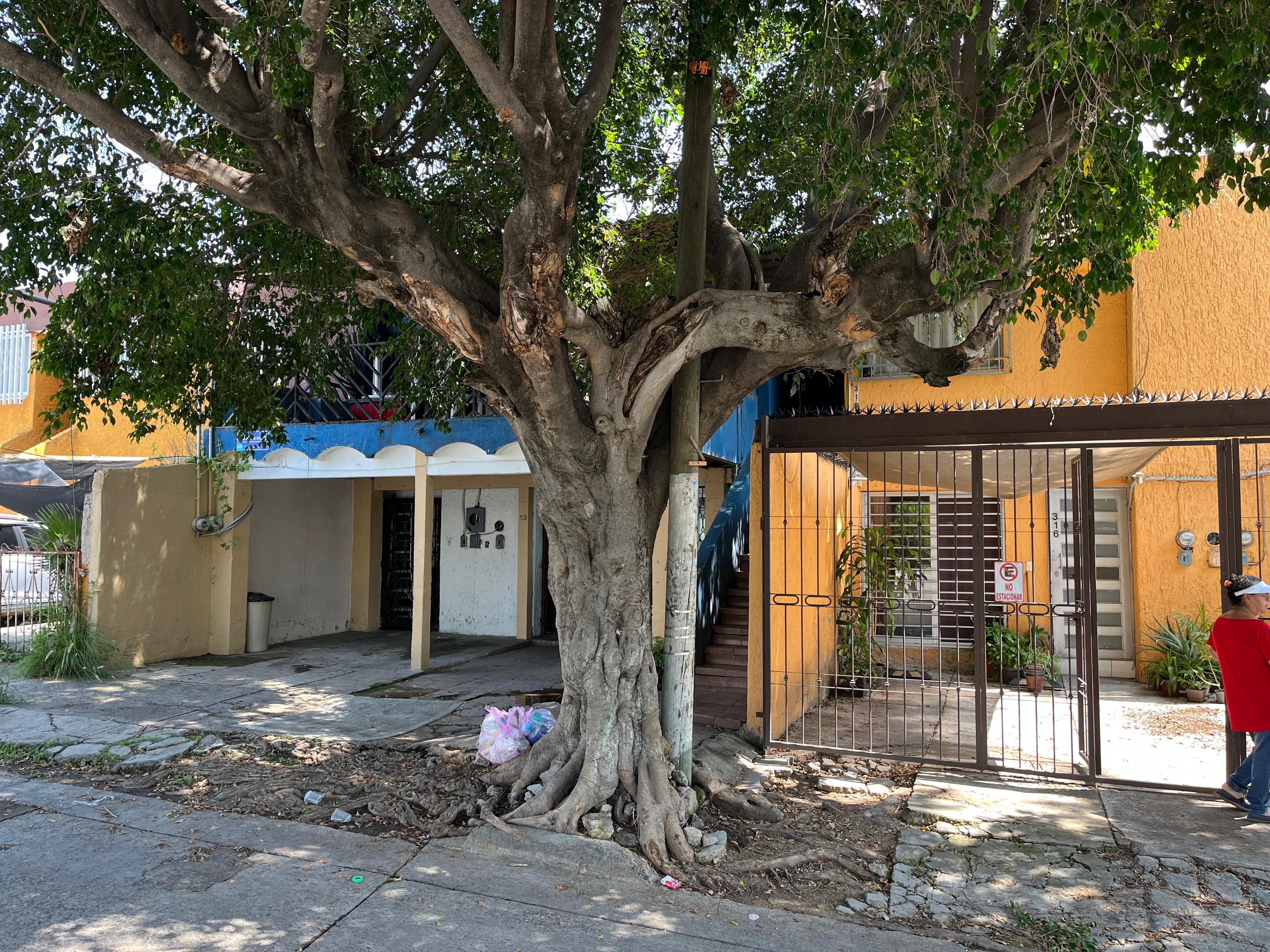 Vecinos de Lomas de Zapopan denuncian riesgos por árbol sin mantenimiento desde hace 40 años