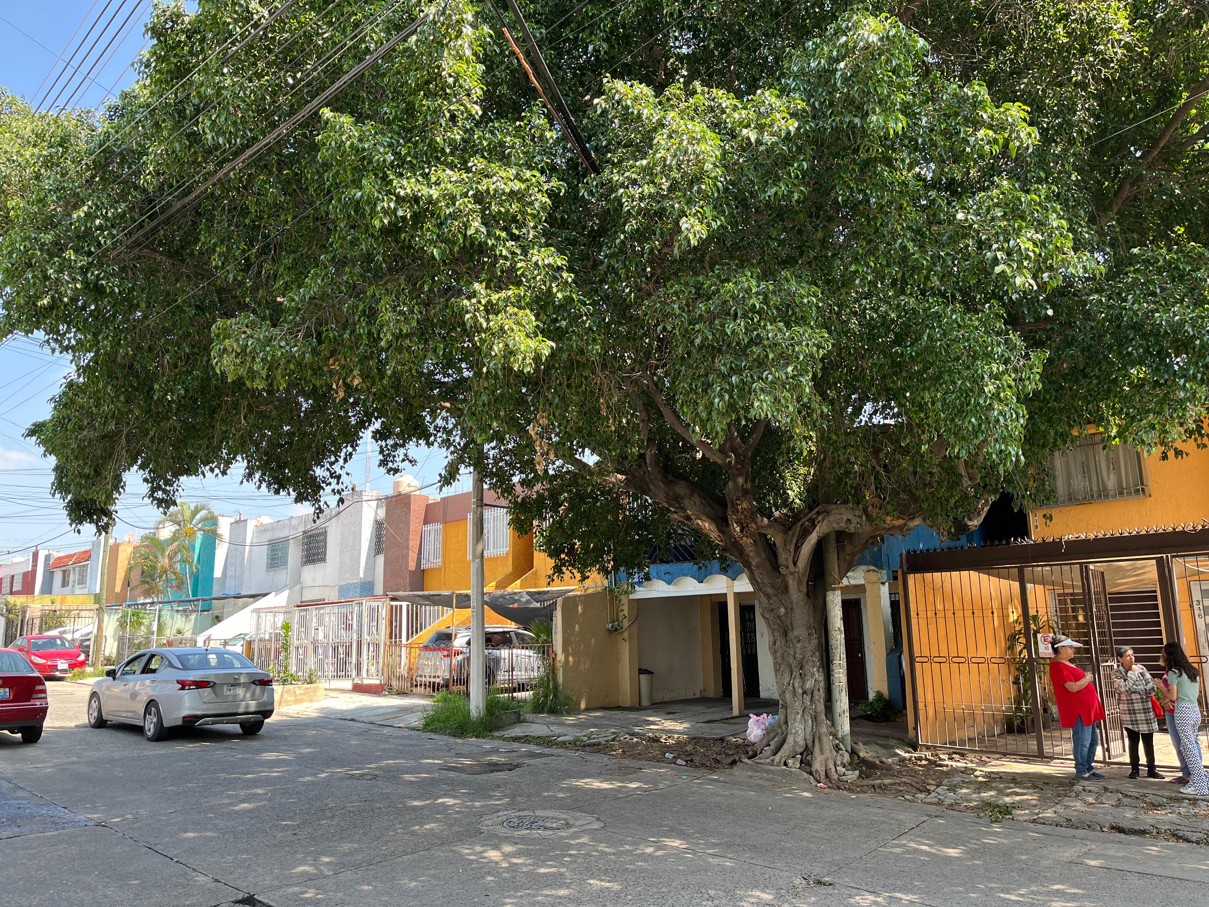Vecinos de Lomas de Zapopan denuncian riesgos por árbol sin mantenimiento desde hace 40 años Vecinos de Lomas de Zapopan denuncian riesgos por árbol sin mantenimiento desde hace 40 años