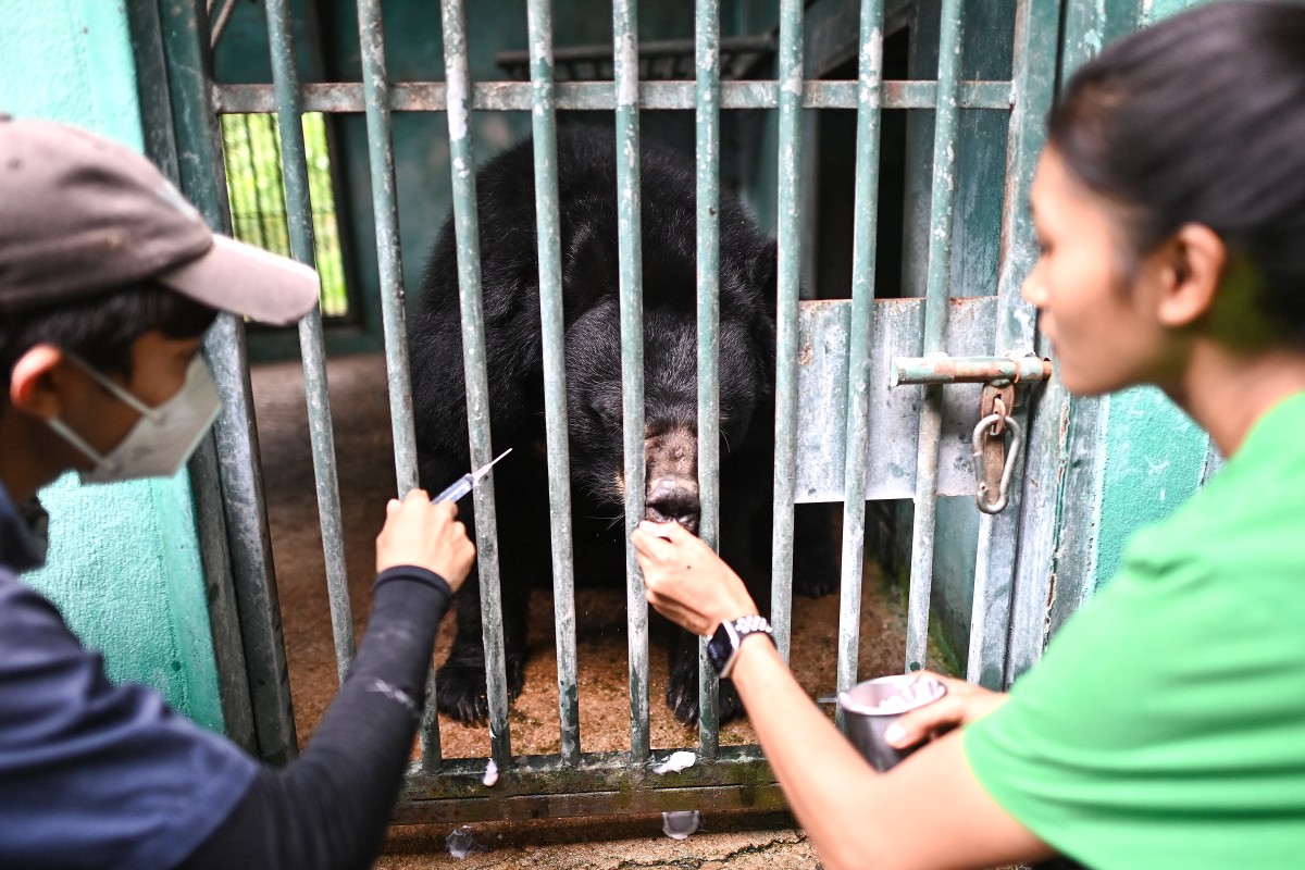 Un nuevo hospital en Tailandia trata desde monos hasta elefantes explotados y maltratados Un nuevo hospital en Tailandia trata desde monos hasta elefantes explotados y maltratados