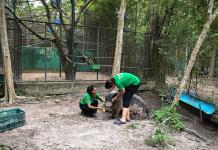 Un nuevo hospital en Tailandia trata desde monos hasta elefantes explotados y maltratados