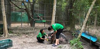 Un nuevo hospital en Tailandia trata desde monos hasta elefantes explotados y maltratados