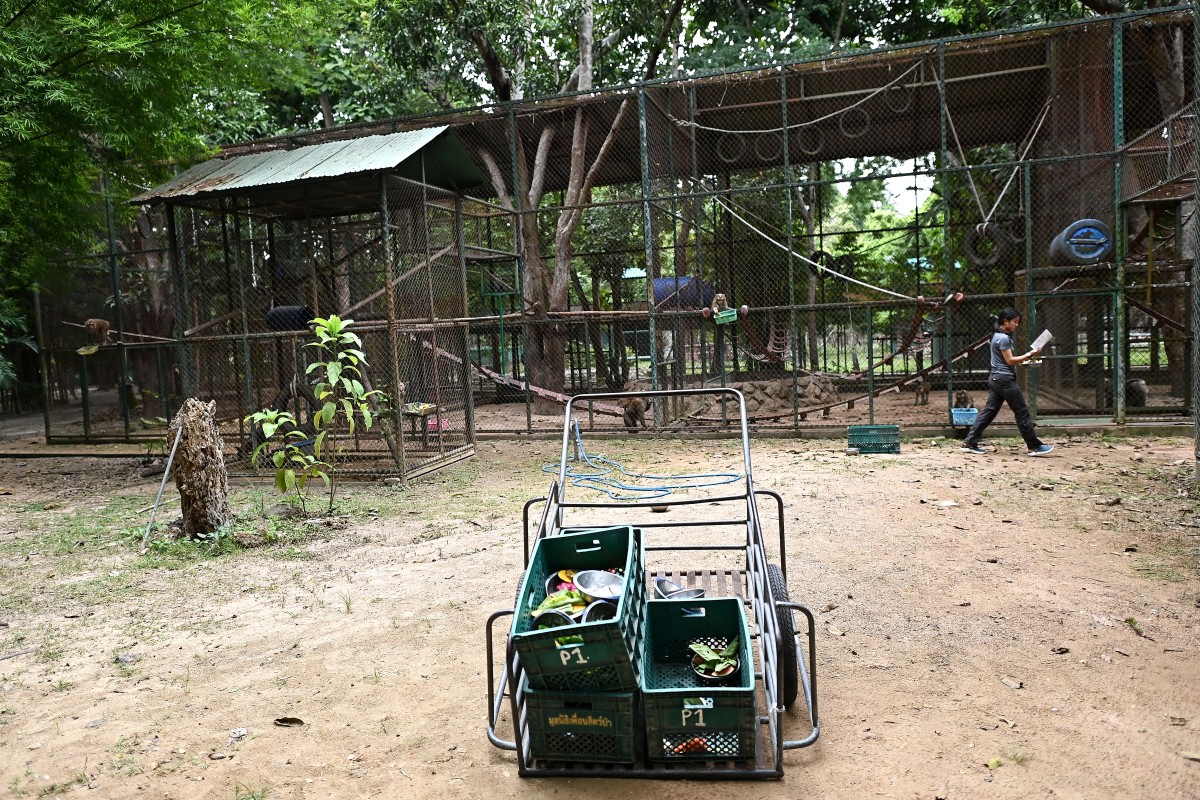 Un nuevo hospital en Tailandia trata desde monos hasta elefantes explotados y maltratados Un nuevo hospital en Tailandia trata desde monos hasta elefantes explotados y maltratados