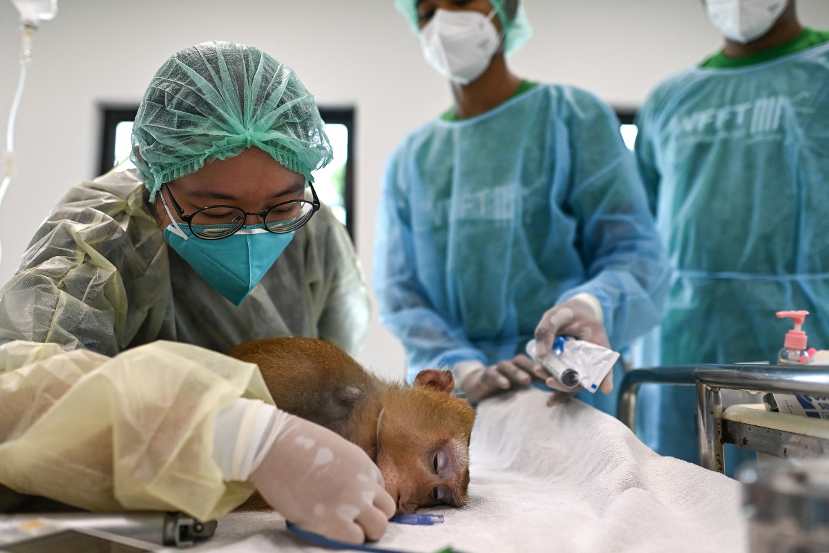 Un nuevo hospital en Tailandia trata desde monos hasta elefantes explotados y maltratados Un nuevo hospital en Tailandia trata desde monos hasta elefantes explotados y maltratados