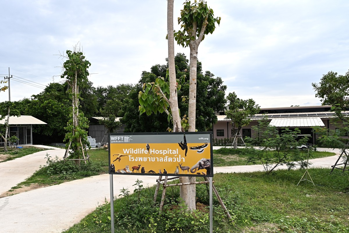 Un nuevo hospital en Tailandia trata desde monos hasta elefantes explotados y maltratados Un nuevo hospital en Tailandia trata desde monos hasta elefantes explotados y maltratados