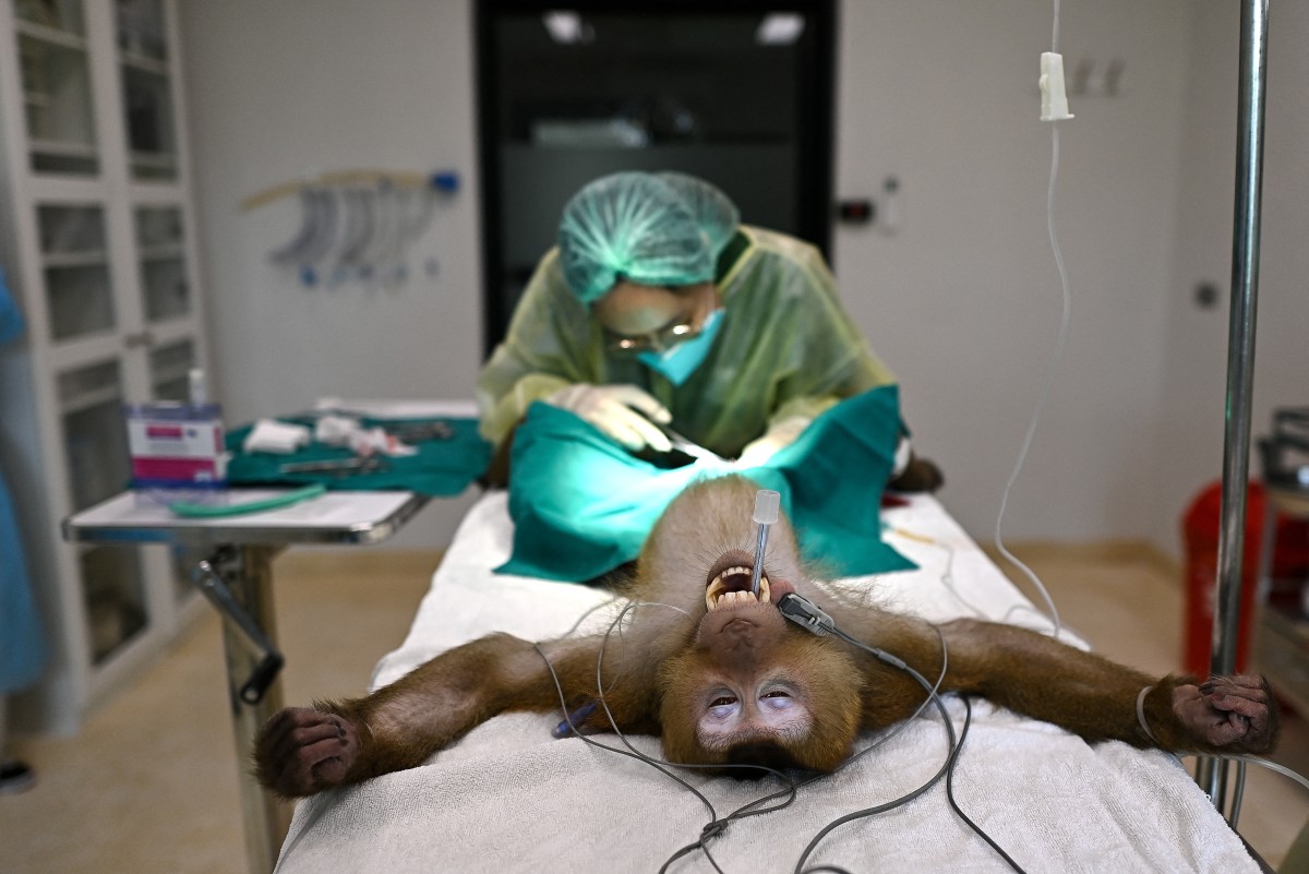 Un nuevo hospital en Tailandia trata desde monos hasta elefantes explotados y maltratados Un nuevo hospital en Tailandia trata desde monos hasta elefantes explotados y maltratados