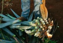 Lemus promete apoyo al tequila y buscará reducir aranceles con China e India
