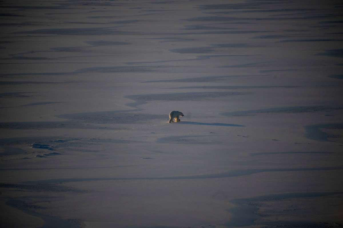 Dardos, biopsias y helicópteros: tras las huellas del oso polar en el Ártico Dardos, biopsias y helicópteros: tras las huellas del oso polar en el Ártico
