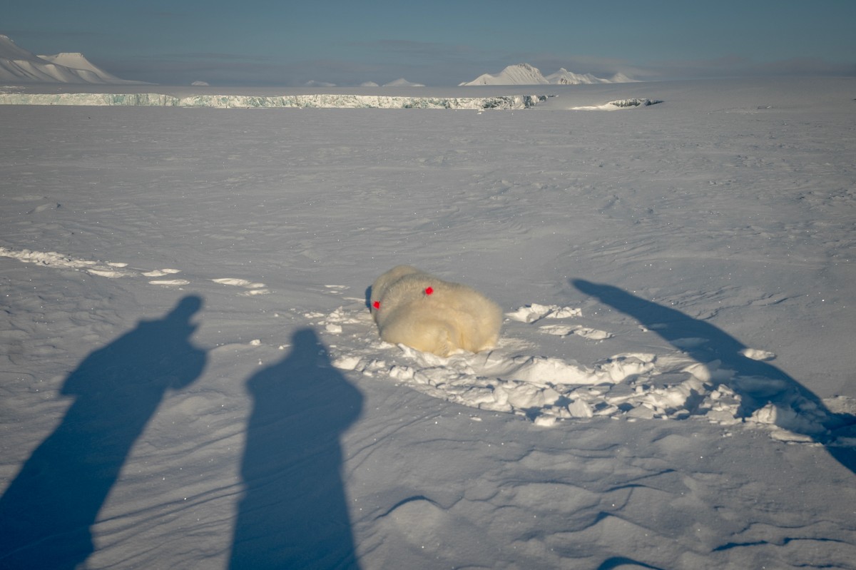 Dardos, biopsias y helicópteros: tras las huellas del oso polar en el Ártico Dardos, biopsias y helicópteros: tras las huellas del oso polar en el Ártico