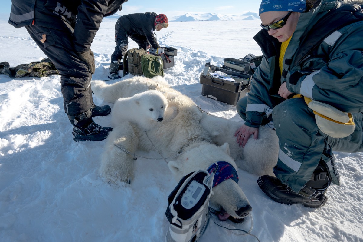 Dardos, biopsias y helicópteros: tras las huellas del oso polar en el Ártico Dardos, biopsias y helicópteros: tras las huellas del oso polar en el Ártico