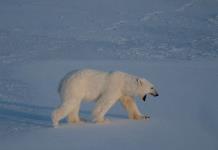 Dardos, biopsias y helicópteros: tras las huellas del oso polar en el Ártico