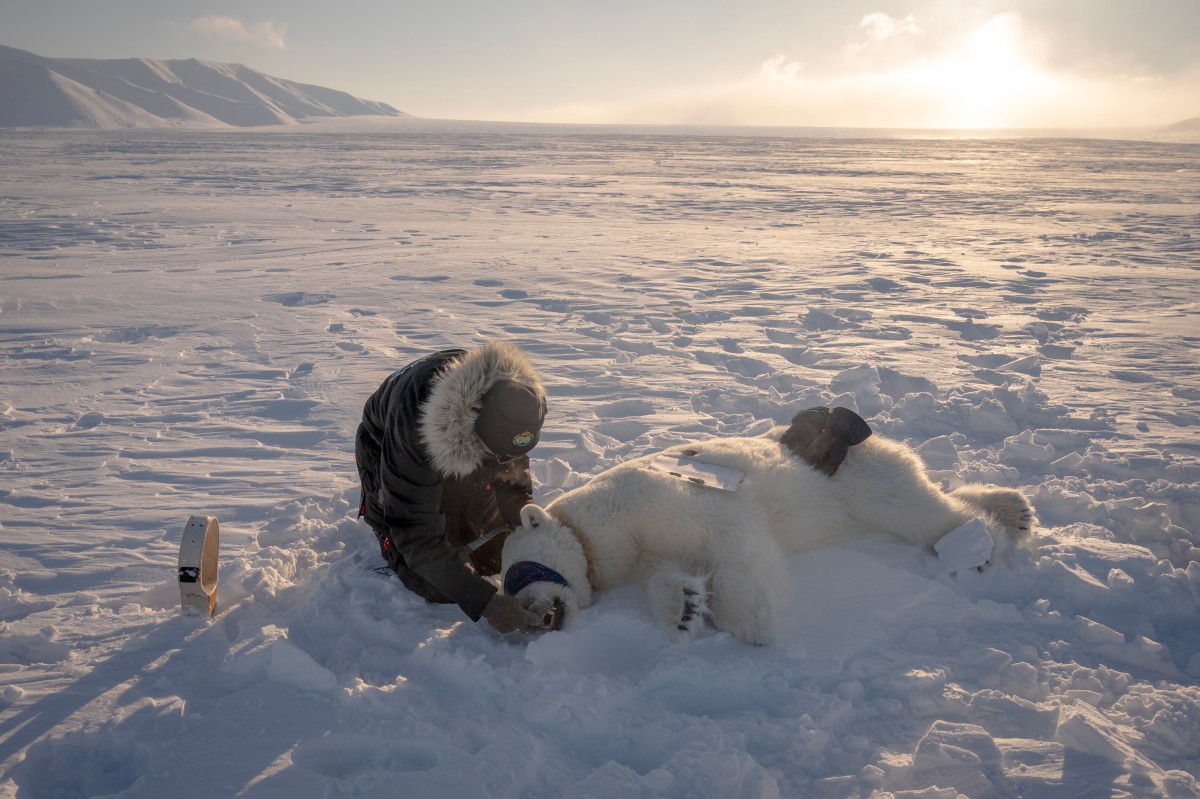 Dardos, biopsias y helicópteros: tras las huellas del oso polar en el Ártico Dardos, biopsias y helicópteros: tras las huellas del oso polar en el Ártico