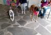 Perros y gatos rescatados de las calles se dan en adopción en la Vía RecreActiva