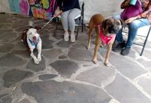 Perros y gatos rescatados de las calles se dan en adopción en la Vía RecreActiva