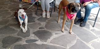Perros y gatos rescatados de las calles se dan en adopción en la Vía RecreActiva
