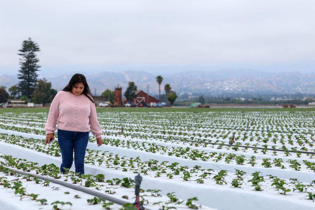 Agricultores advierten que redadas de Trump amenazan seguridad alimentaria de EEUU Agricultores advierten que redadas de Trump amenazan seguridad alimentaria de EEUU