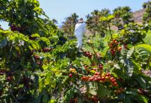 Agricultores advierten que redadas de Trump amenazan seguridad alimentaria de EEUU
