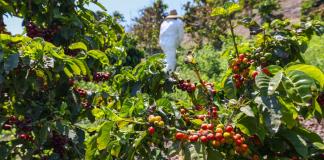 Agricultores advierten que redadas de Trump amenazan seguridad alimentaria de EEUU