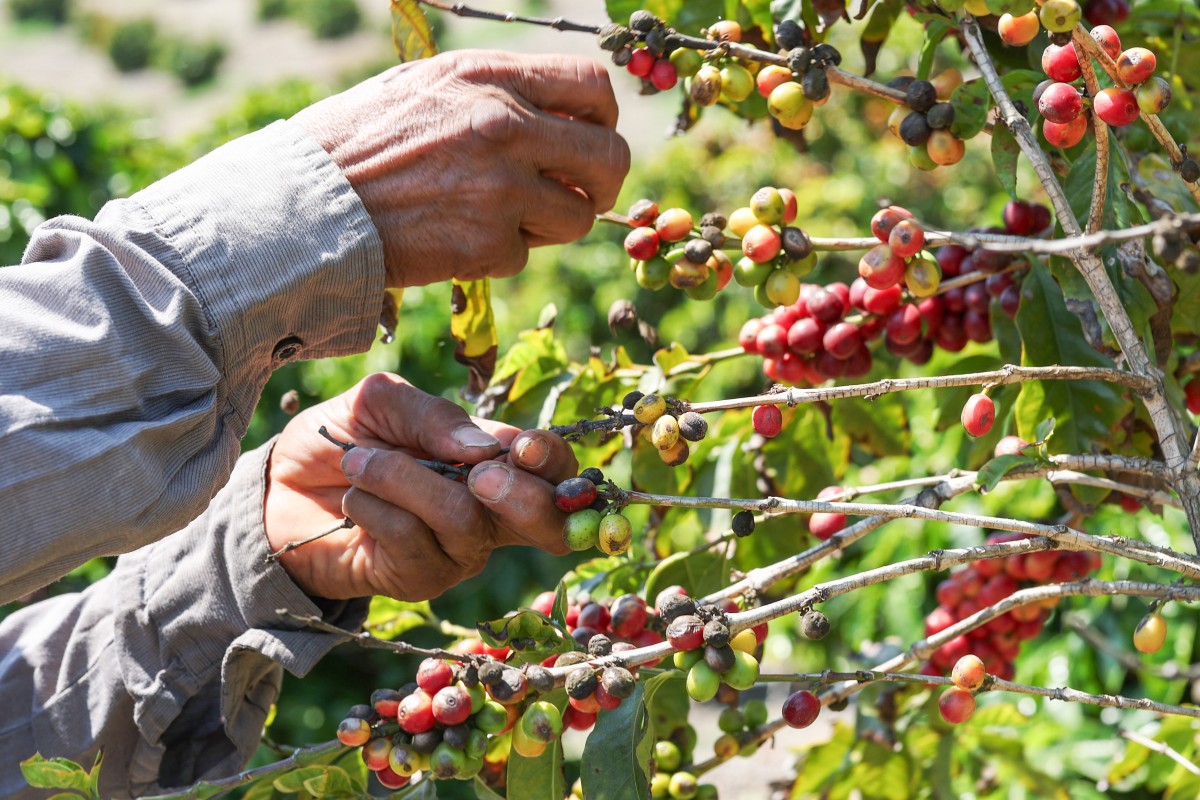Agricultores advierten que redadas de Trump amenazan seguridad alimentaria de EEUU Agricultores advierten que redadas de Trump amenazan seguridad alimentaria de EEUU