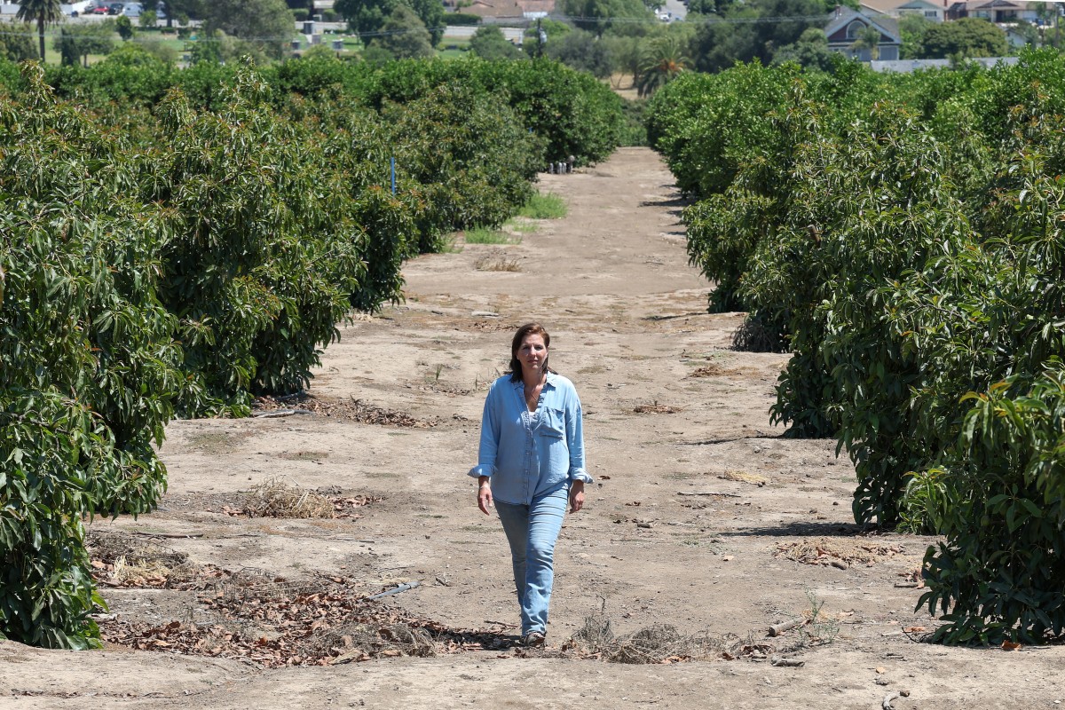 Agricultores advierten que redadas de Trump amenazan seguridad alimentaria de EEUU Agricultores advierten que redadas de Trump amenazan seguridad alimentaria de EEUU