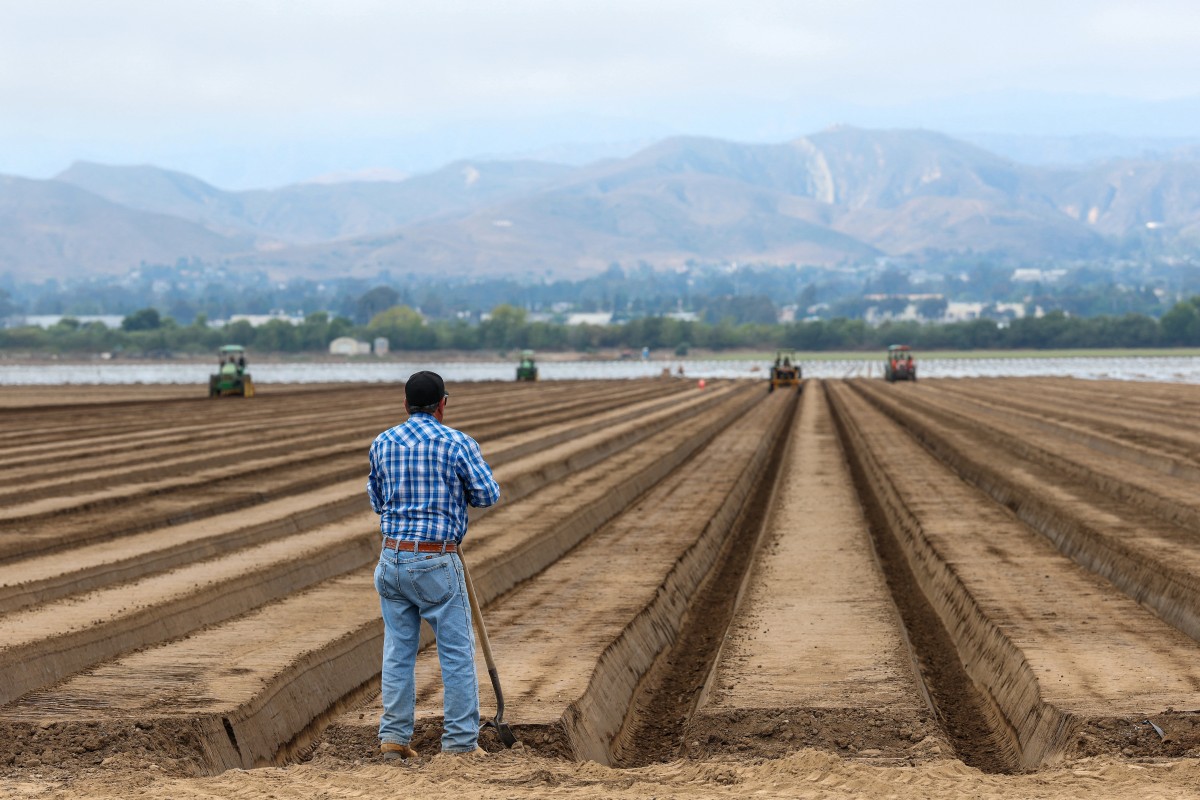 Agricultores advierten que redadas de Trump amenazan seguridad alimentaria de EEUU Agricultores advierten que redadas de Trump amenazan seguridad alimentaria de EEUU