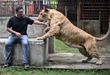 Tailandia, presa de la sobrepoblación de leones domesticados