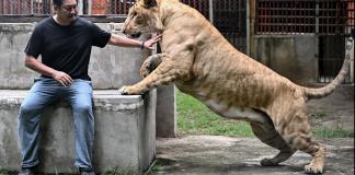 Tailandia, presa de la sobrepoblación de leones domesticados
